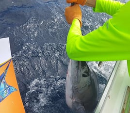 Marlin Fishing in Ecuador