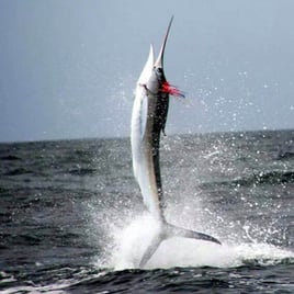 Marlin Fishing in Ecuador