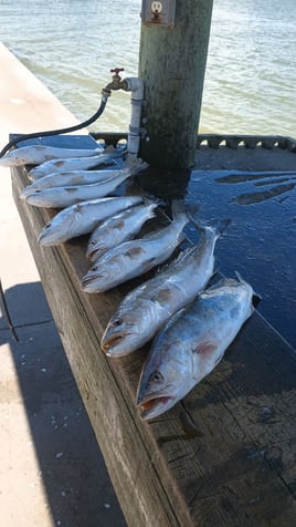 Rockport Redfishing