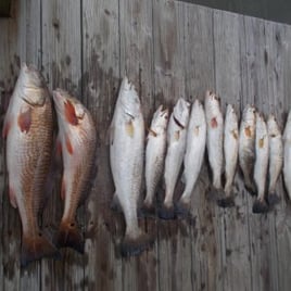 Rockport Redfishing