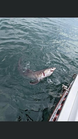 Offshore Monster Sharking!!