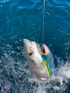 Offshore Monster Sharking!!