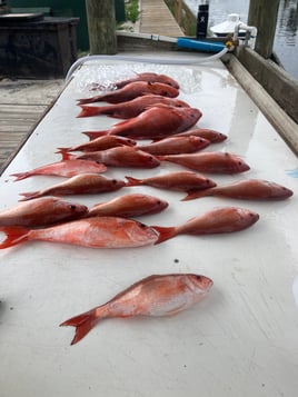 Redsnapper