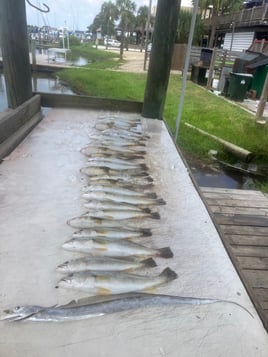 Florida Panhandle Inshore