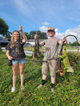 Iguana Hunting in Miami Beach, Florida