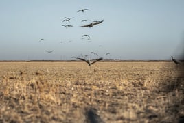 Sandhill Crane Insanity