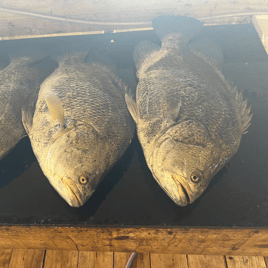 Classic Tripletail Trip