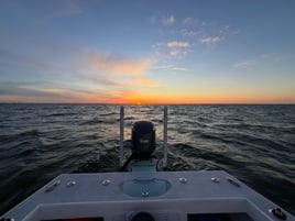 Tampa Bay Toads!