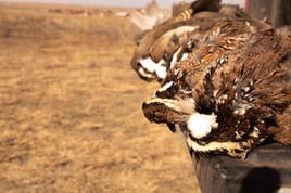 Texas Panhandle Quail Hunt w/ Lodging