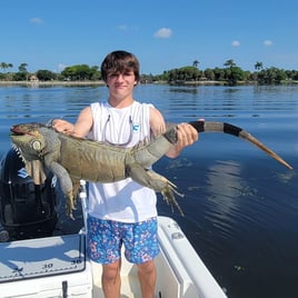 Iguana Hunting Insanity