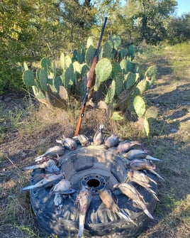 Texas Dove Hunt Fun!