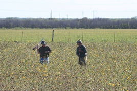 Texas Dove Hunt Fun!