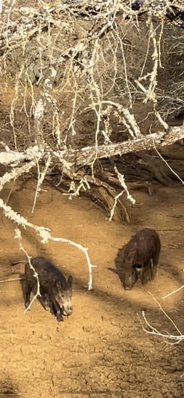 Bow Hunting Hogs!