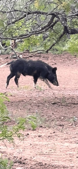 Bow Hunting Hogs!