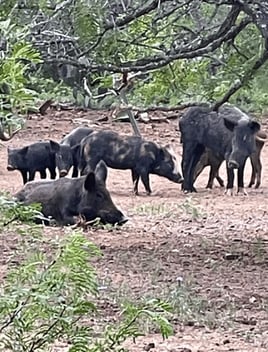 Bow Hunting Hogs!