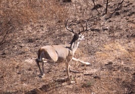 No-Frills Whitetail Hunt