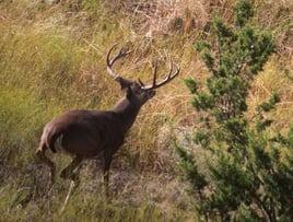 No-Frills Whitetail Hunt