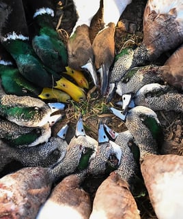 Central Texas Duck Hunts