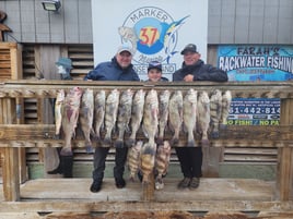 Black Drum Fishing in Corpus Christi, Texas