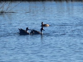 Self Guided Drop Off Duck Hunt