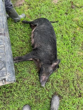 Weekend Long Hog Takedown!