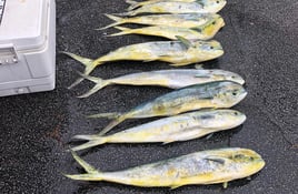 Mahi Mahi Fishing in Johns Island, South Carolina