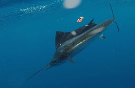 Sailfish Fishing in Johns Island, South Carolina