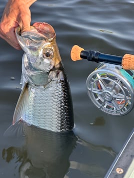 Sight fishing mosquito lagoon