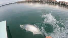 Sight fishing mosquito lagoon