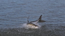 Tarpon Fishing in Edgewater, Florida