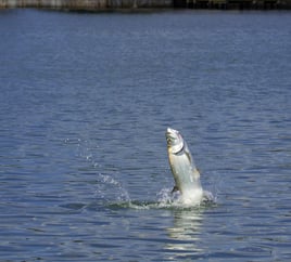 Tarpon Fishing in Edgewater, Florida