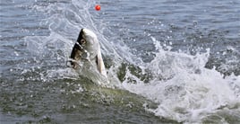 New Smyrna Beach Tarpon Fishing