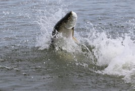 New Smyrna Beach Tarpon Fishing