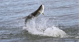 New Smyrna Beach Tarpon Fishing