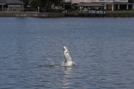 Tarpon Fishing in Edgewater, Florida