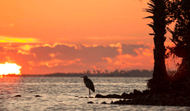 New Smyrna Beach & Daytona Beach Tarpon Fishing