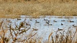 Childress, TX Duck Hunts