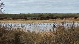 Childress, TX Duck Hunts