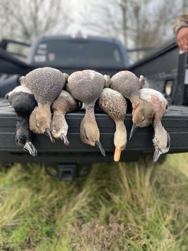 Gadwall Hunting in Corpus Christi, Texas