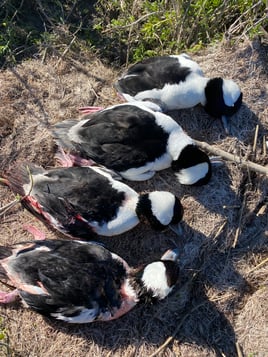 Duck Hunting Corpus Christi