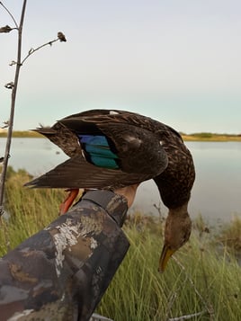 Duck Hunting Corpus Christi