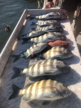 Sheepshead Fishing in Holiday, Florida