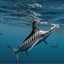 Sailfish Fishing in Cabo San Lucas, Mexico