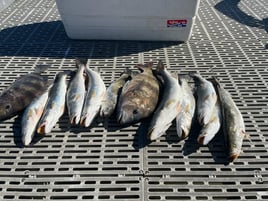 Black Drum, Speckled Trout Fishing in Galveston, Texas