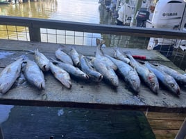 Speckled Trout Fishing in Galveston, Texas