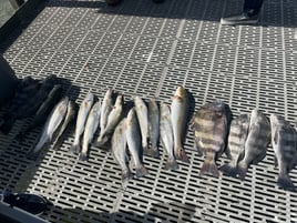 Black Drum, Redfish, Speckled Trout Fishing in Galveston, Texas