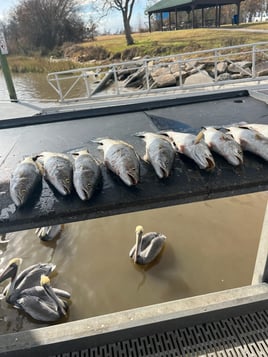 Speckled Trout Fishing in Galveston, Texas