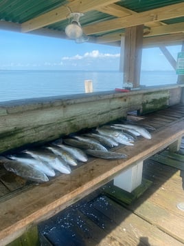 Speckled Trout Fishing in Galveston, Texas