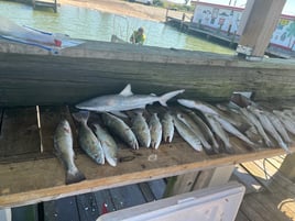 Blacktip Shark, Speckled Trout Fishing in Galveston, Texas