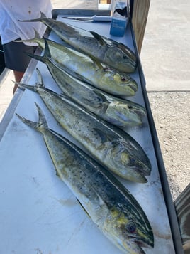 Mahi Mahi Fishing in Tavernier, Florida